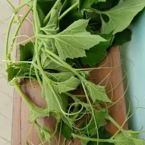 লাউ শাক (Bottle Gourd Leaves)