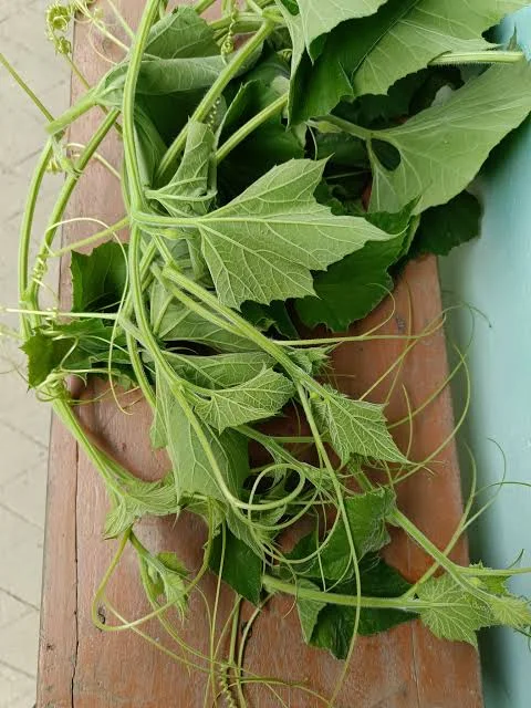 লাউ শাক (Bottle Gourd Leaves)
